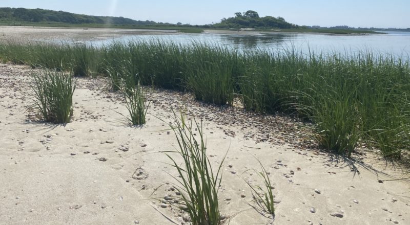 A sunny beach scene looking out over a clear bay, lined with waving green plants