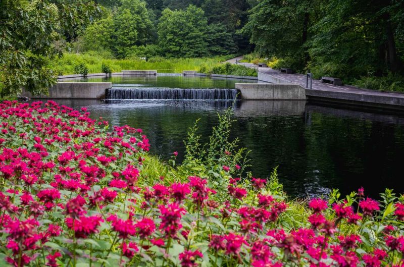 Vivid fuchsia flowers bloom en masse alongside a rippling water feature on a sunny day