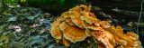 A cluster of bright orange, shelf-shaped mushrooms grow from a downed log