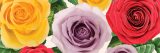 Close-up view of yellow, purple, and red rose flowers and green leaves