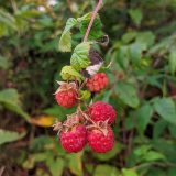 Four raspberries hang on a green vine