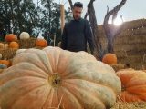 A man in a black shirt stands behind an enormous orange pumpkin as the sun sets on a fall scene