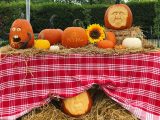 A collection of carved orange pumpkins sitting on a checkered red and white table cloth