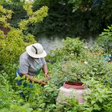 A person wearing a grey t-shirt and a tan sun-hat holds clippers in their right hand and are pruning a large green shrub