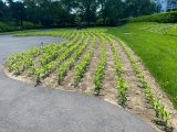 sorghum beginning to grow in front of Conservatory Lawn