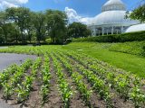 sorghum crop beginning to grow on the Conservatory Lawn