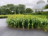 sorghum crop continuing to grow in front of the Conservatory Lawn