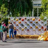 Pumpkins in various shapes and sizes are displayed on an outdoor wall by cultivar