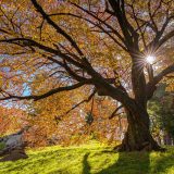 The sun shines through the orange fall leaves of a tall tree on a grassy green hill