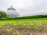 sorghum crop beginning to grow on the Conservatory Lawn