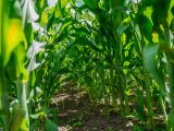 tall stalks of sorghum on Conservatory Lawn