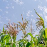 A row of growing corn under a blue sky