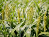 close up shot of six sorghum plants