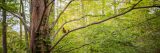 An orange and gray bird sits on a branch in a verdant forest