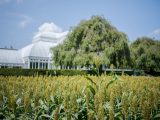 one tall sorghum plant rising above the rest of the sorghum field in the Conservatory Lawn