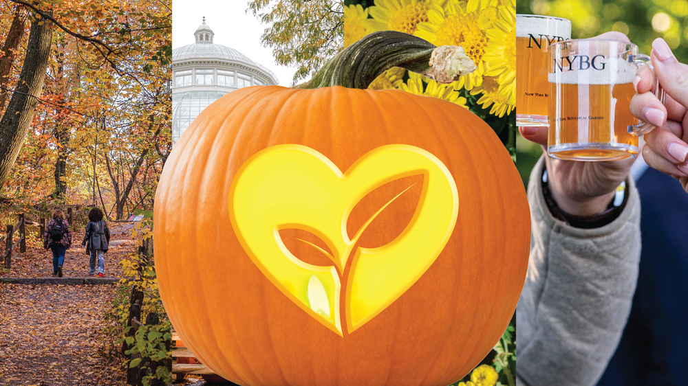 A collage graphic of people walking through a fall forest, a pumpkin carved into the shape of leaves within a heart, and two people toasting each other with beer mugs