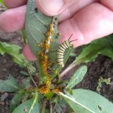 A green, yellow, and white caterpiller crawls on a green plant with yellow and brown aphids on the stem and viens