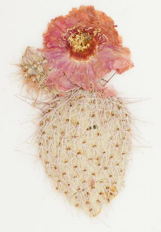 A cactus specimen on an herbarium sheet, with a bright pink flower atop its paddle