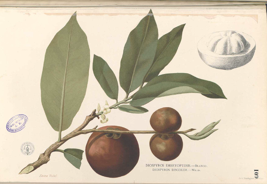 An antique illustration of a green-leafed plant with large brown fruit
