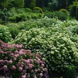 Hydrangeas in pink and white grow in a well-watered green garden