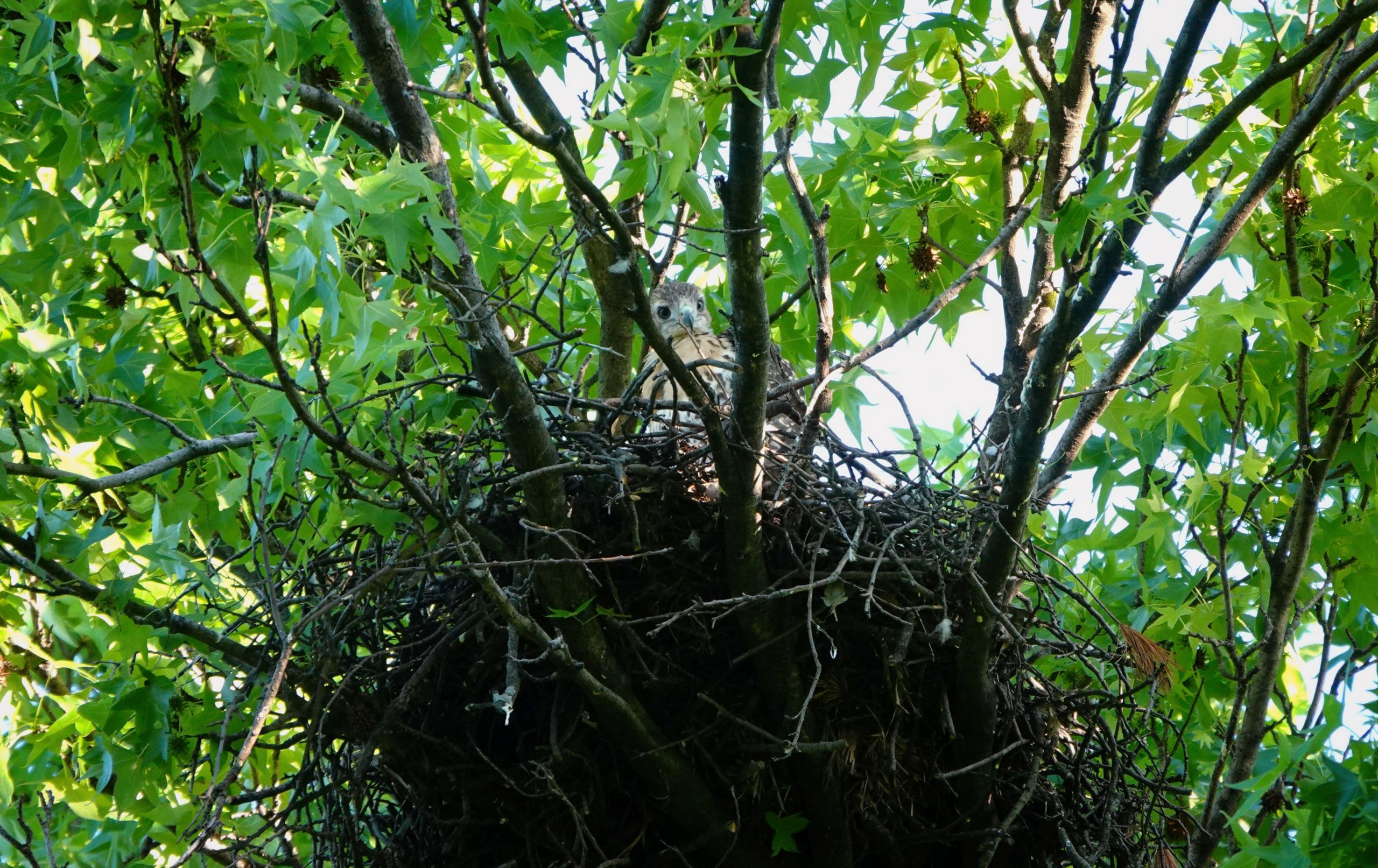 A fledgling hawk looks down from a nest high among the branches of a green summer tree