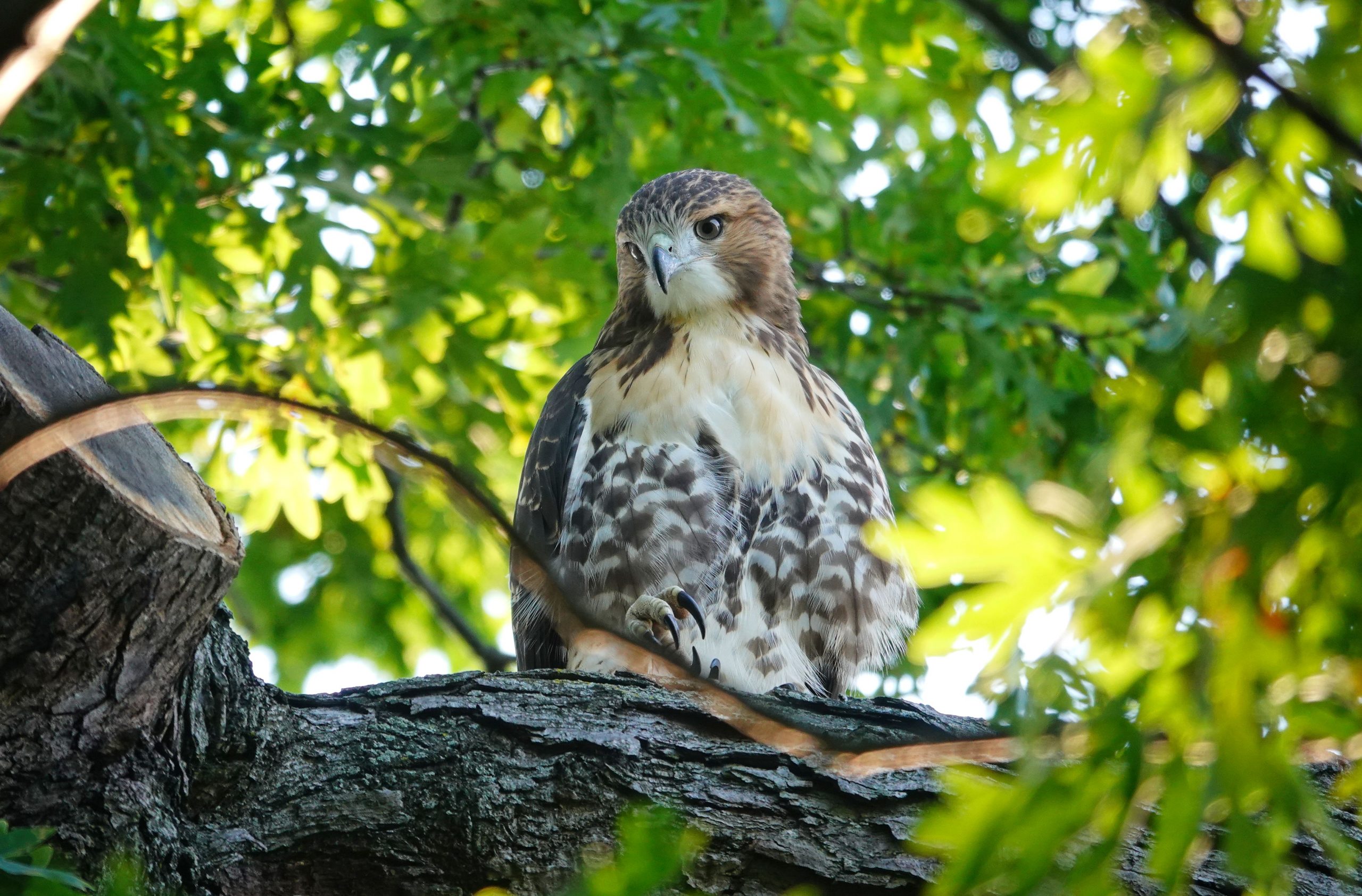 An adult hawk sits on a tree branch on a sunny day, surrounded by green leaves