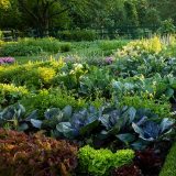 A lush green vegetable garden photographed at sunset