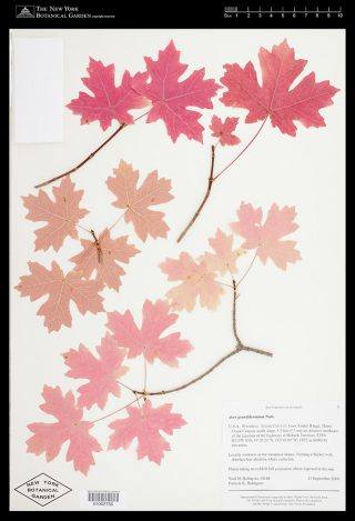 An herbarium specimen of maple leaves in gradient hues of pink and red