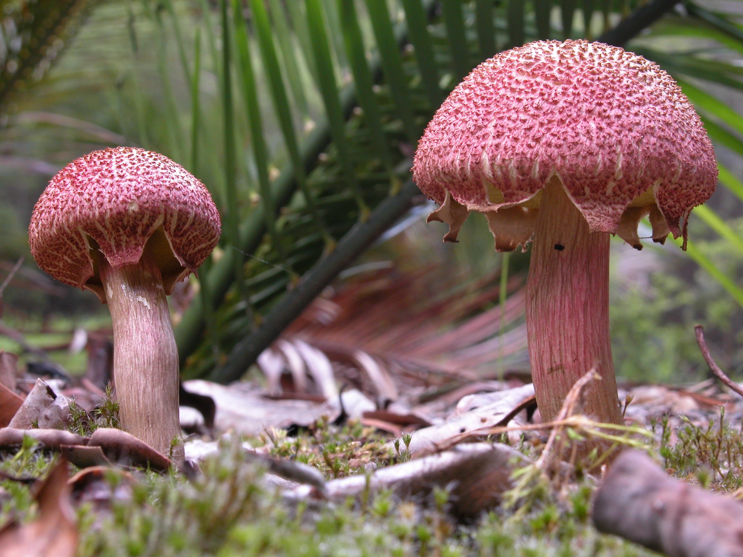 A pair of bright pink mushrooms grow on a forest floor