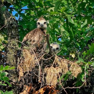 Two fledgling birds of prey look down from a nest in an evergreen tree on a sunny day