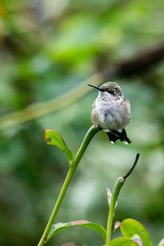 A small gray hummingbird sits on a green plant stem on a shady day