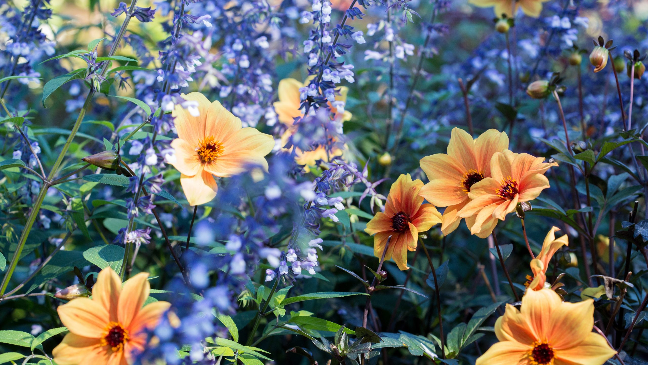 Bright orange flowers bloom in star shapes among stalks of purple, tubular flowers