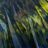 A reflective span of ice in blue and green