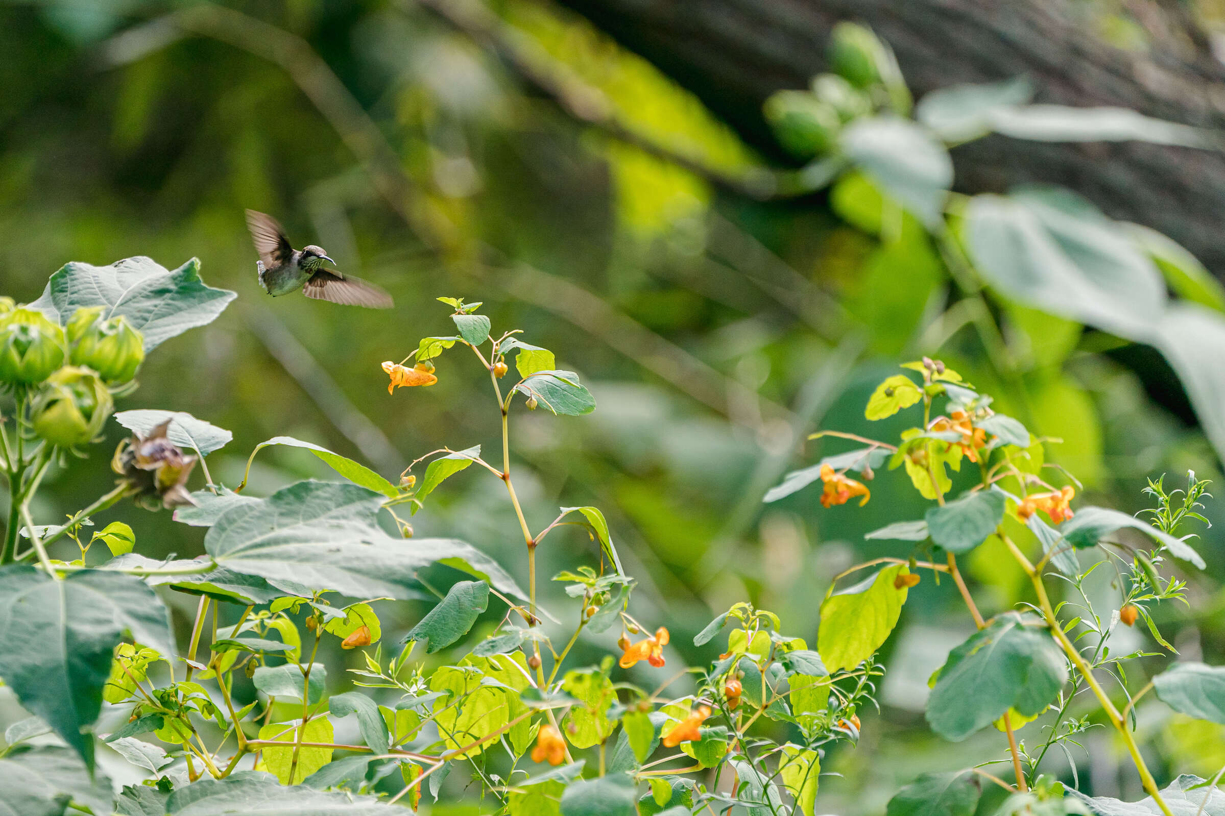 Hummingbirds hunt for nectar in a lush green setting