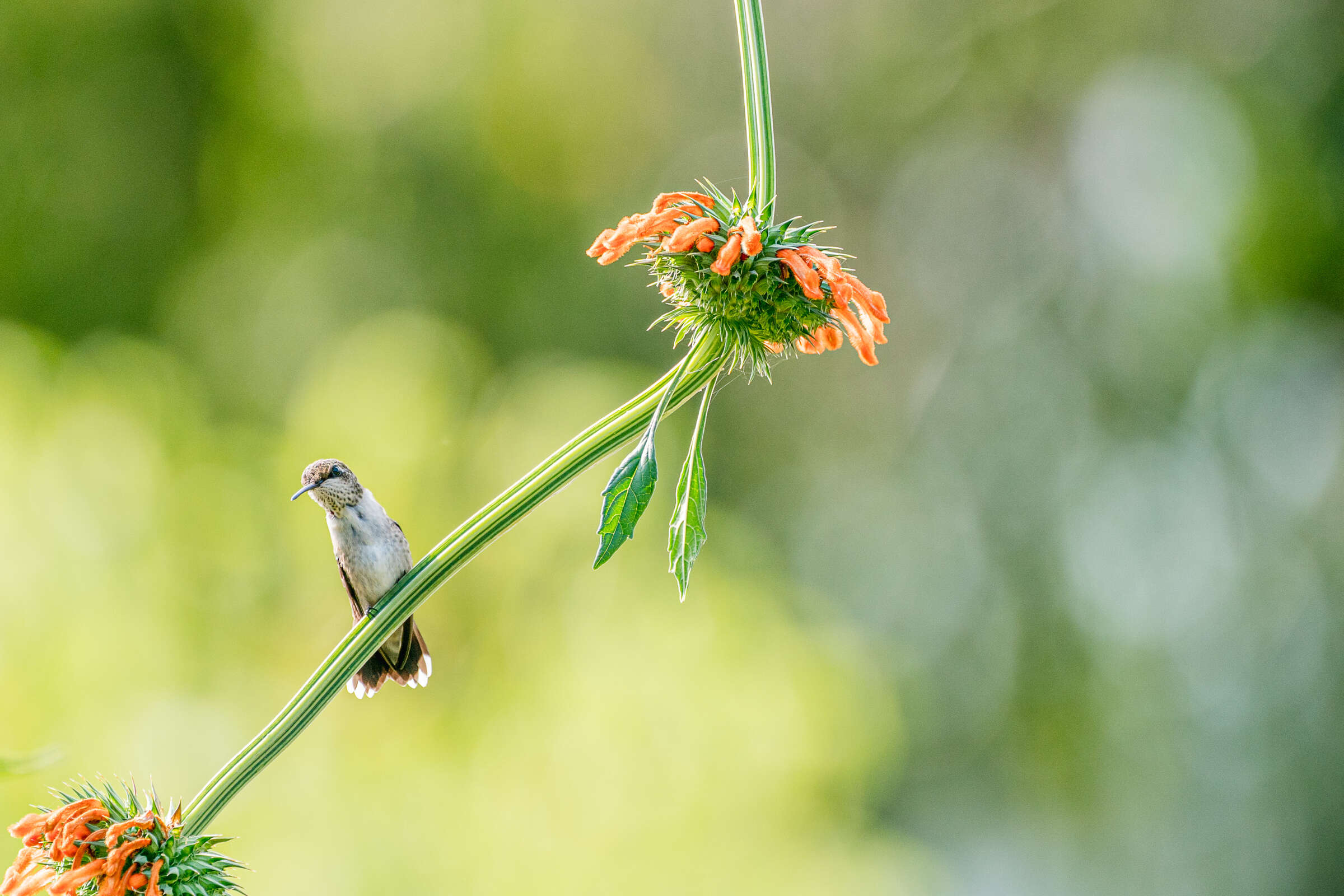 A lone hummingbird perches on a flower stem, just below orange blooms