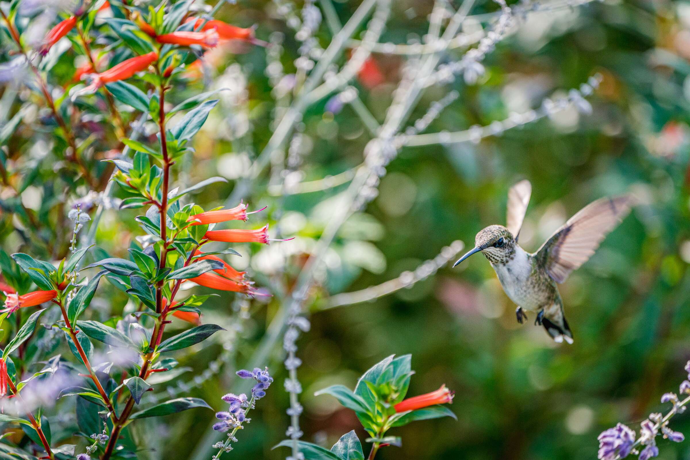 A hummingbird flutters among orange tubular flowers and gray woody stems