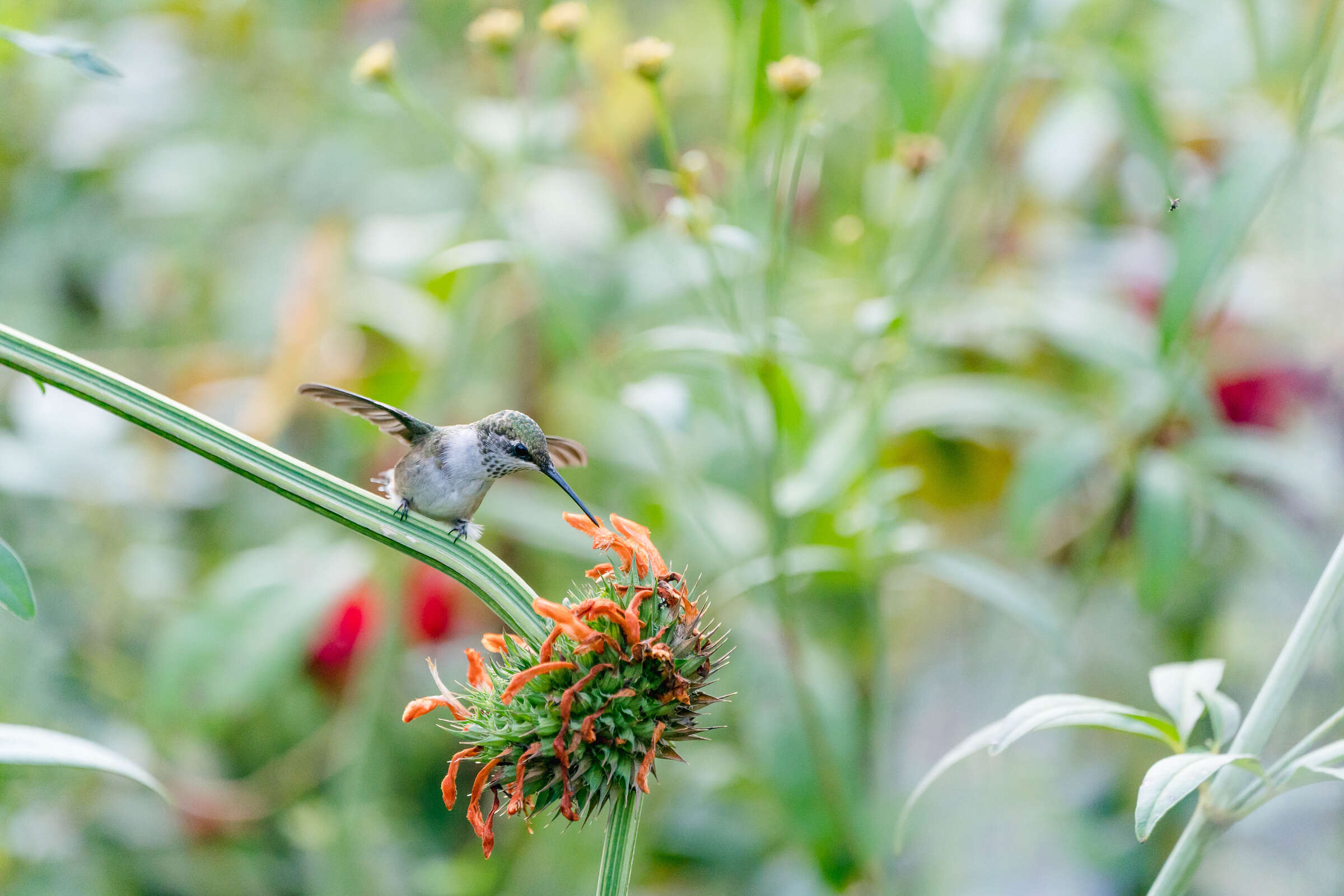 A hummingbird hunts and pecks for nectar among flowers