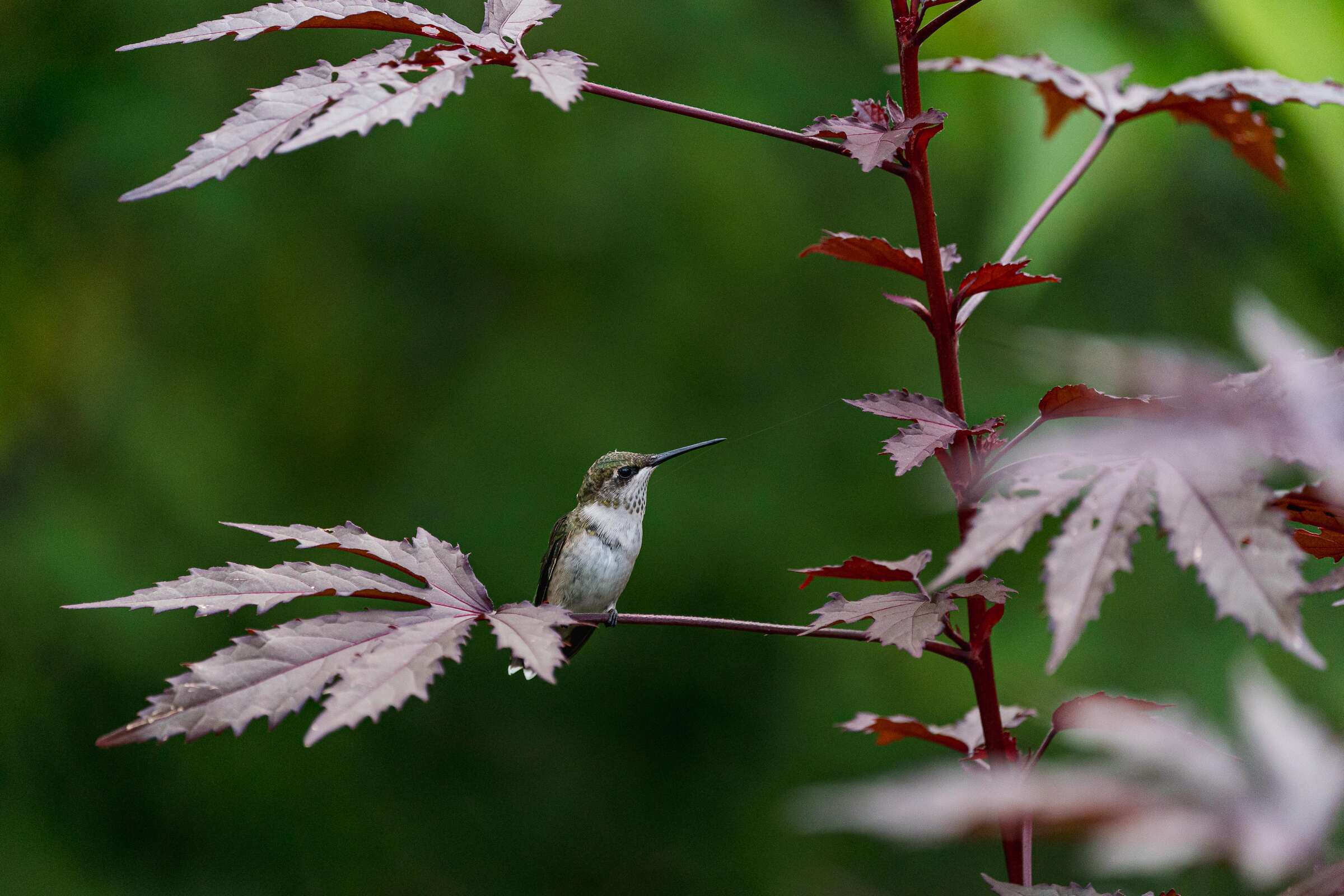 A small hummingbird sits on a branch, surrounded by deep red maple leaves