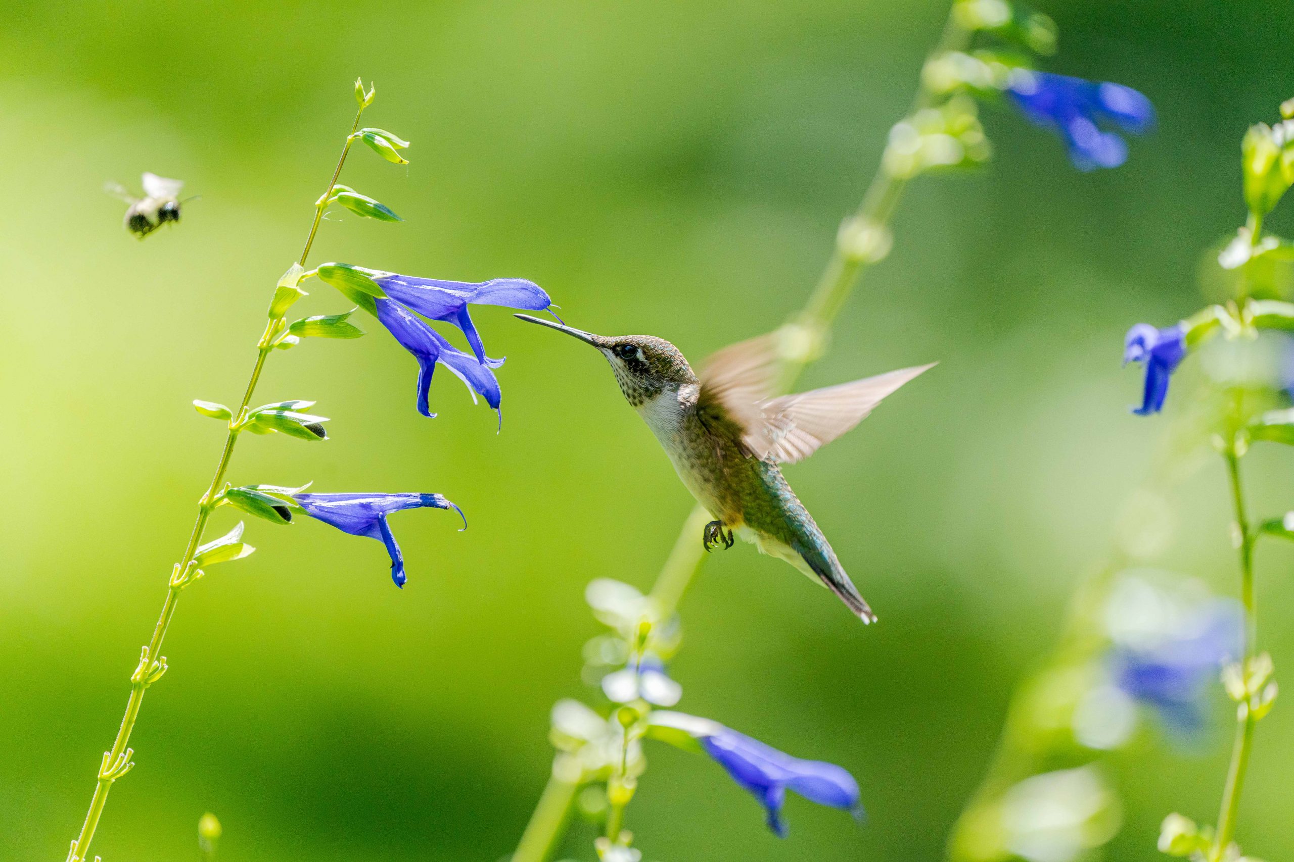 A hummingbird pulls nectar from a tubular purple flower