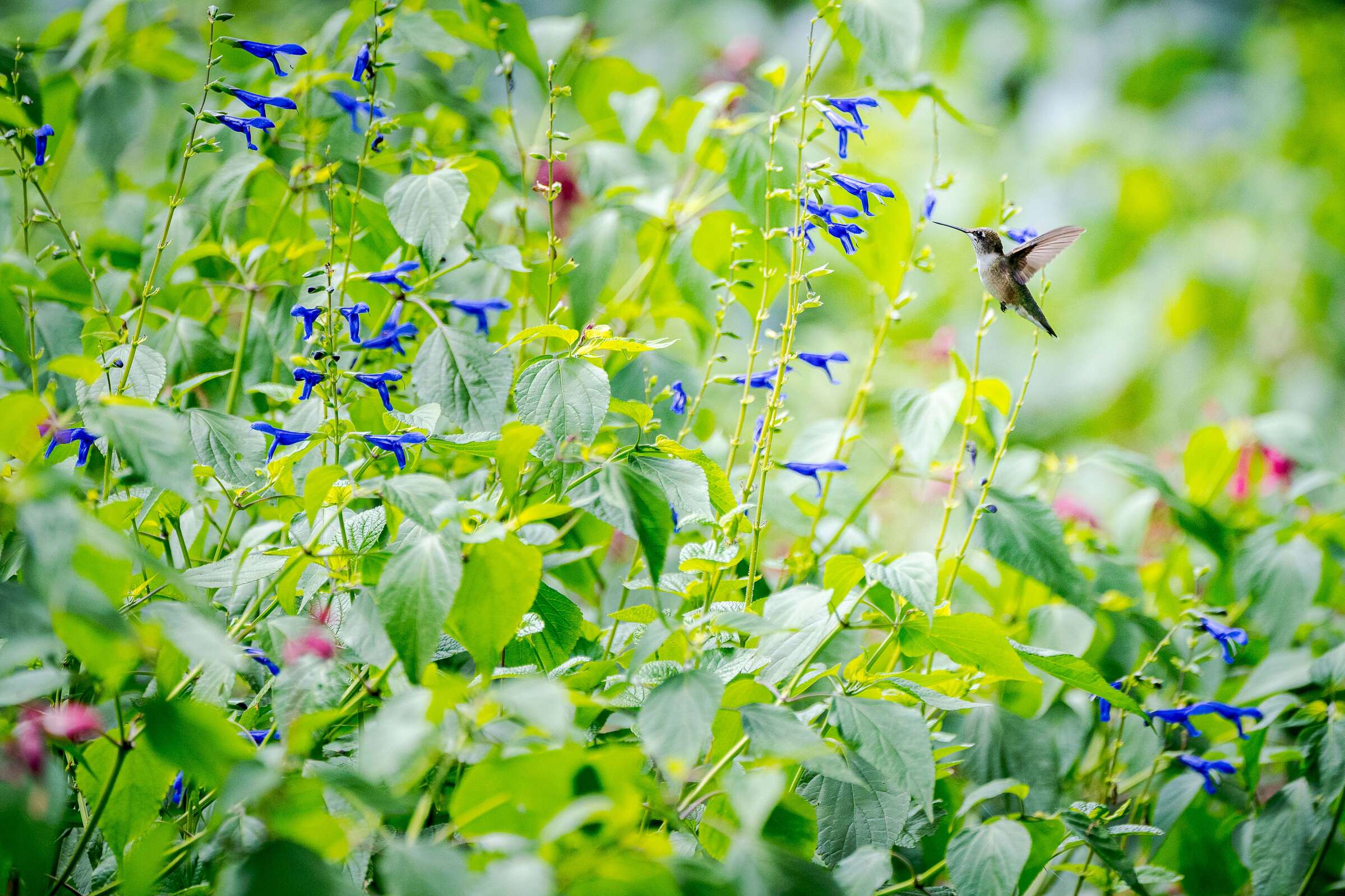 Hummingbirds hunt for nectar among purple flowers