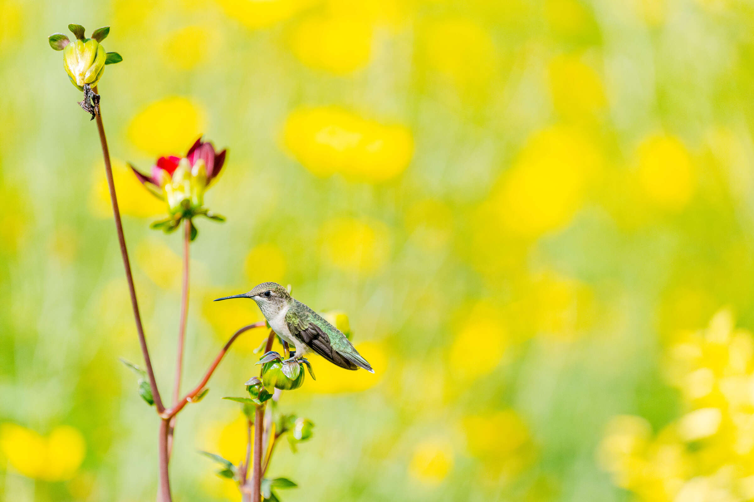 A single hummingbird takes a break on a flower stem, with dozens of bright yellow flowers in the background