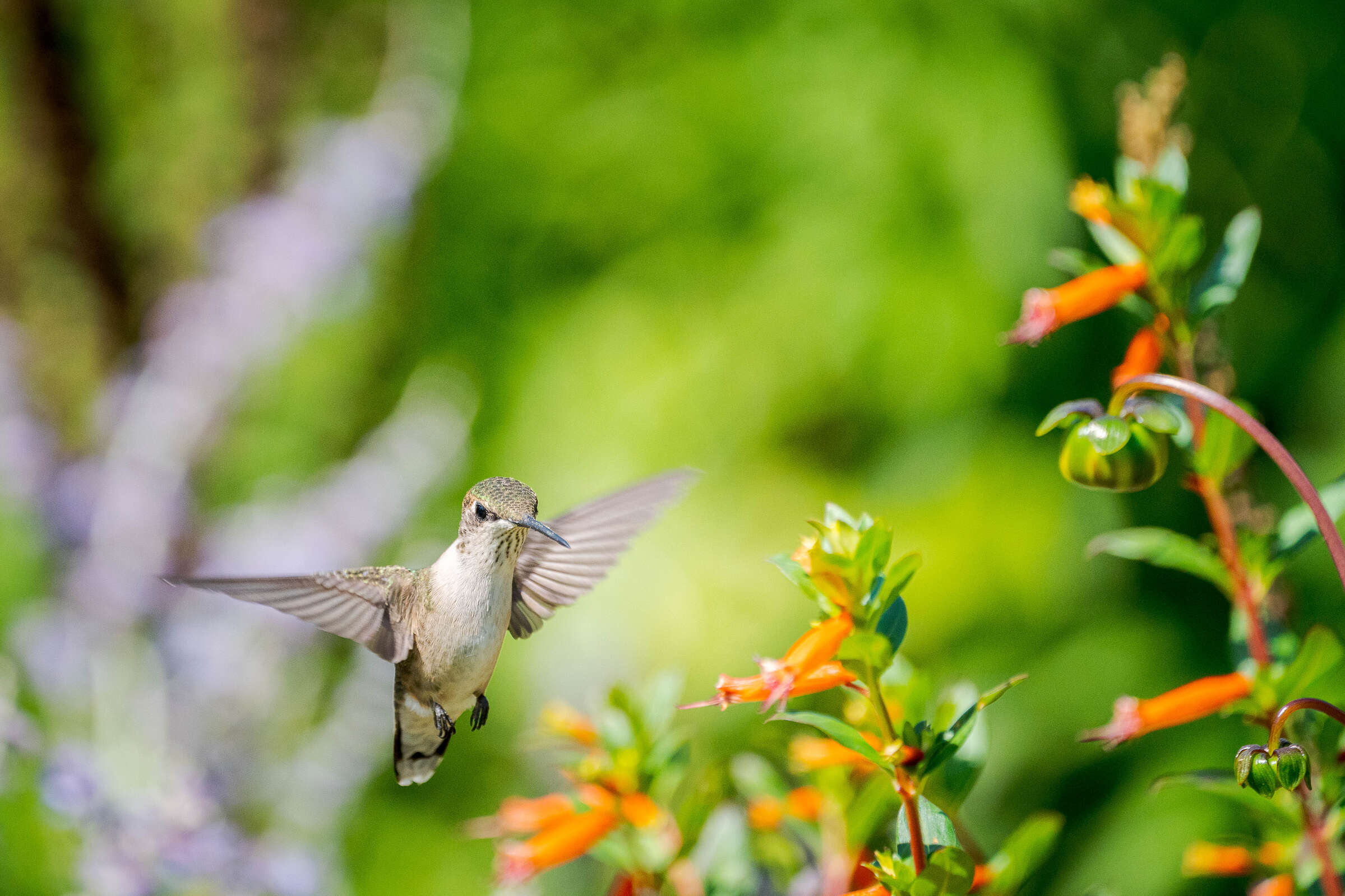 A hummingbird faces the camera as it hovers among orange flowers
