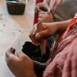 Two hands holding a stick mixing dark brown soil in a clear cup. A blurred maroon shirt is slighty visable in the corner.