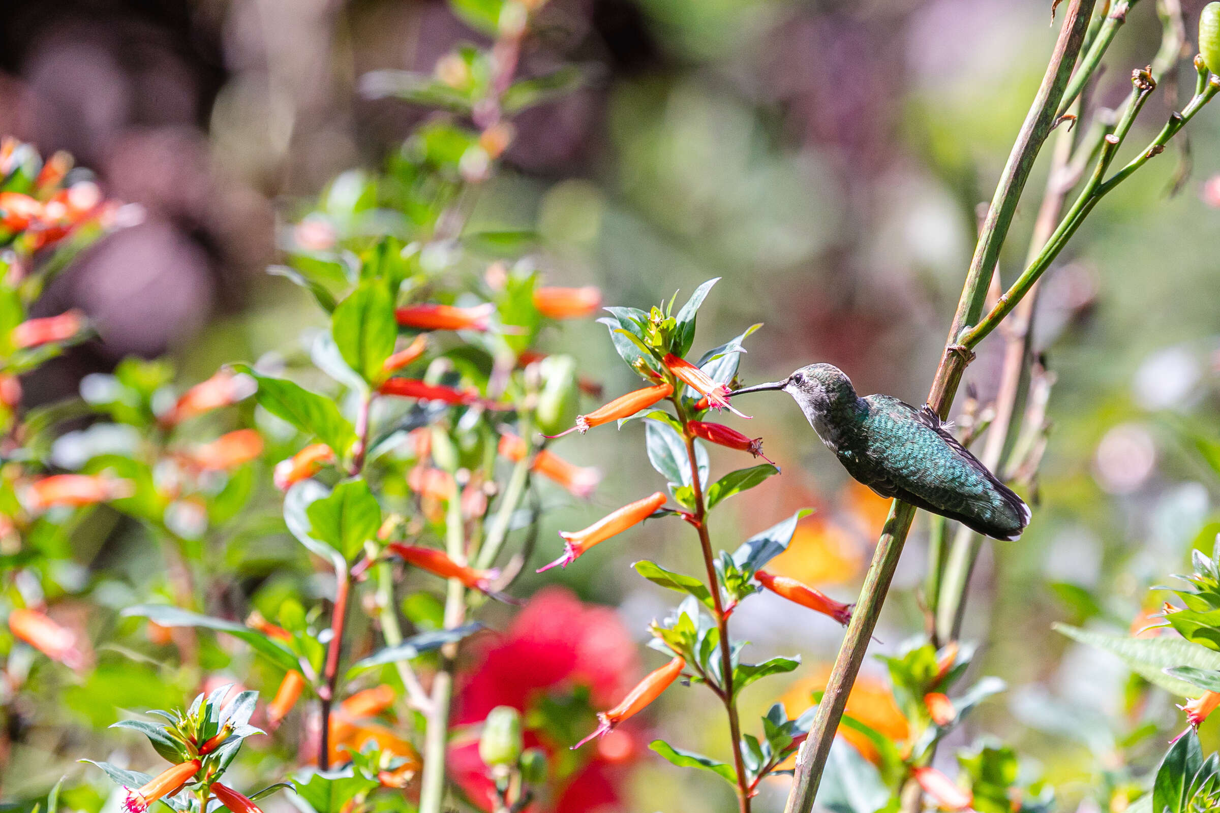 A hummingbird perches among tubular orange flowers