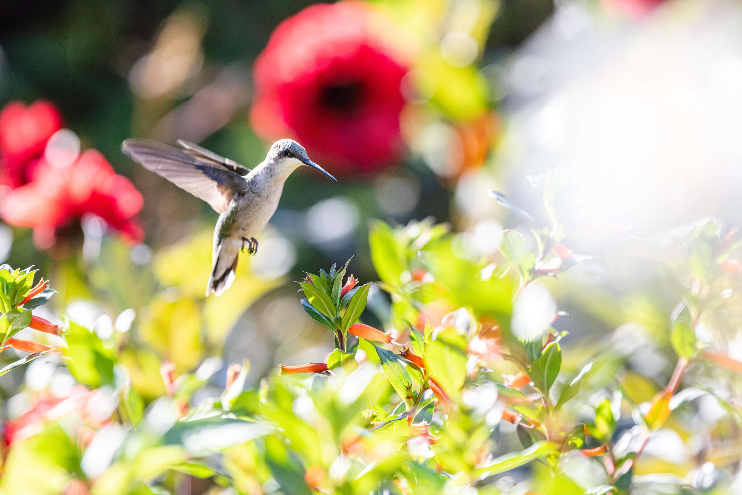 A hummingbird hovers above tubular orange flowers, large red flowers visible in the background