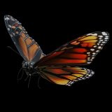 Graphic rendering of monarch butterfly with orange and yellow detials of the wings and black and white tips on a black background.