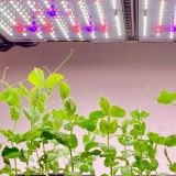 Seedlings grow upward under an artificial grow light