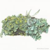 A detailed illustration of a green and gray lichen