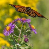 An orange and black monarch butterfly alights on a plant full of purple and yellow flowers