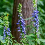 Three stalks of purple flowers grow in a green forest setting